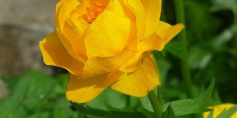 Evropski kupaći kostim: fotografija i opis, sadnja i njega